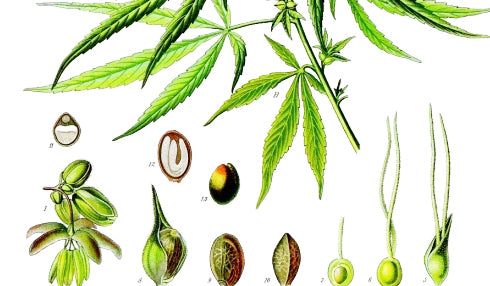 Huile chanvre - Cannabis